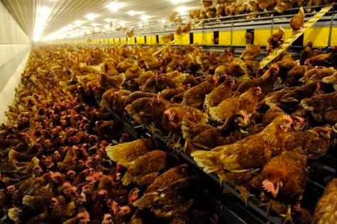 Eggland's old supplier